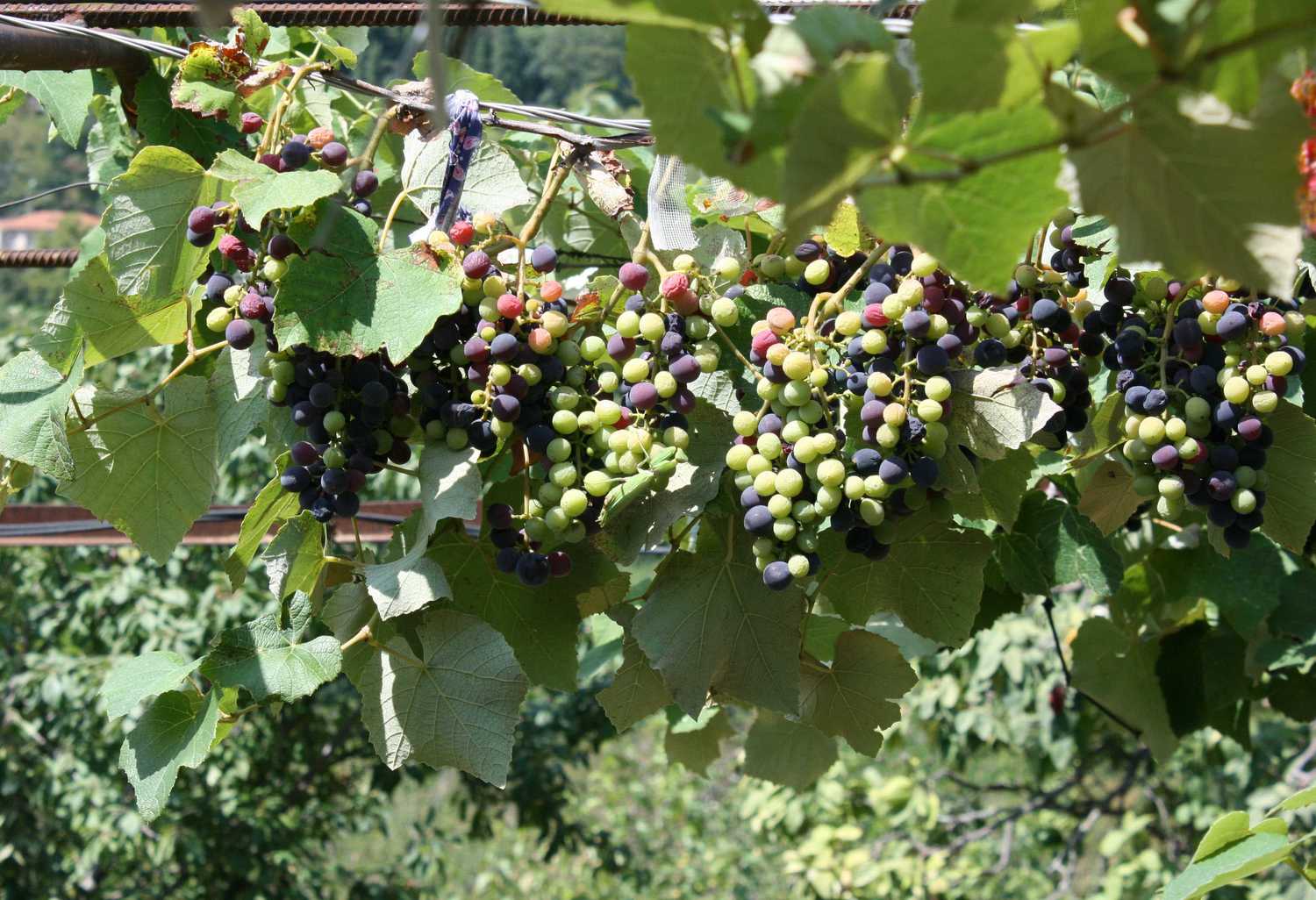 <span style="font-weight: bold;">Кахетия 2&nbsp;</span>
